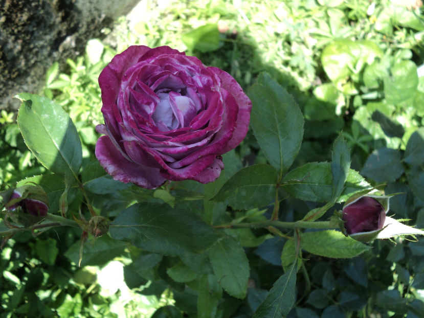 iun.2019 - Blue River