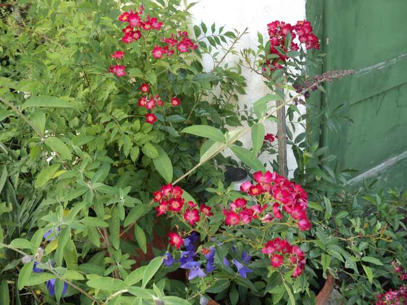 iun.2019 - Cherry Meidiland