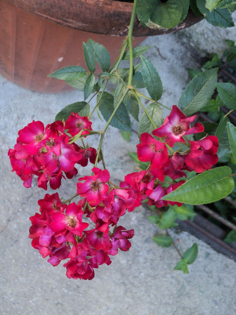 poze 2015 267 - Cherry Meidiland