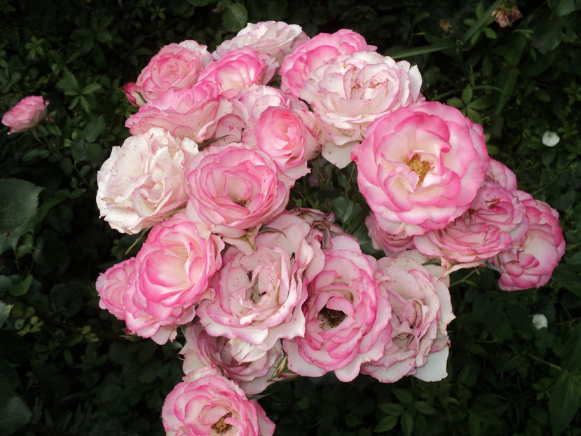 poze 2015 283 - Nicole