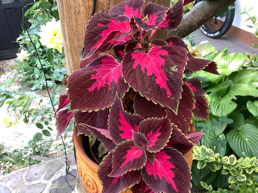  - Coleus Urzicuță
