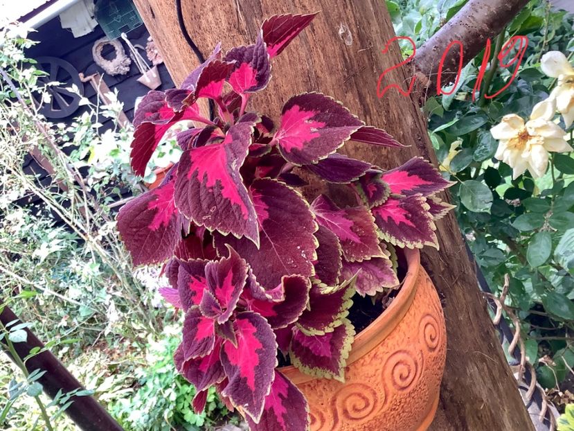  - Coleus Urzicuță