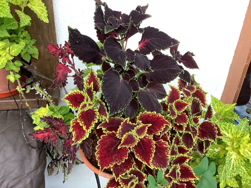  - Coleus Urzicuță