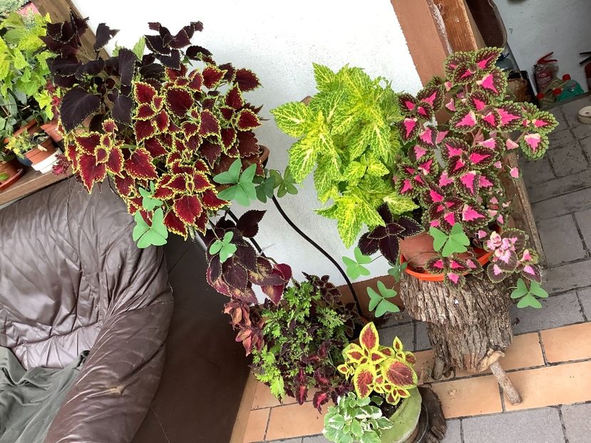  - Coleus Urzicuță