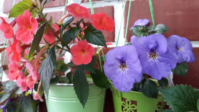  - 10 Achimenes 2019