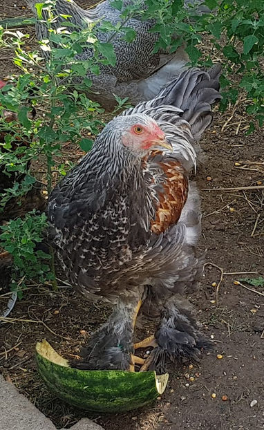  - a__Pui si tineret brahma 2019