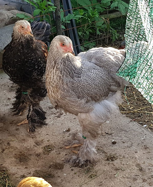  - a__Pui si tineret brahma 2019