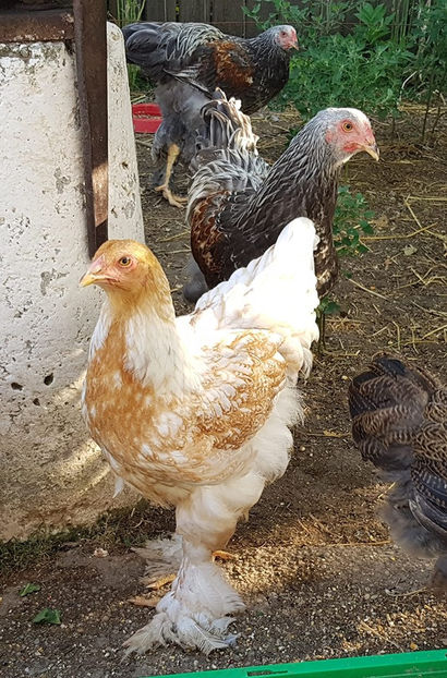  - a__Pui si tineret brahma 2019