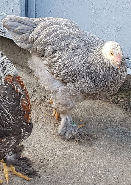  - a__Pui si tineret brahma 2019