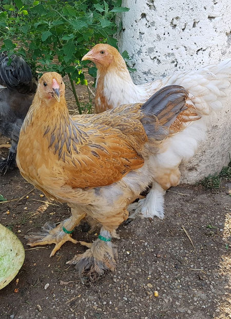  - a__Pui si tineret brahma 2019