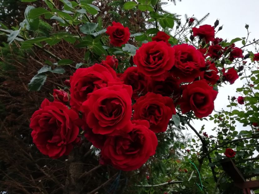  - Gradina 2019