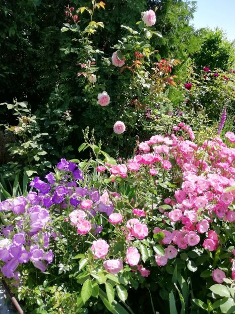  - Gradina 2019