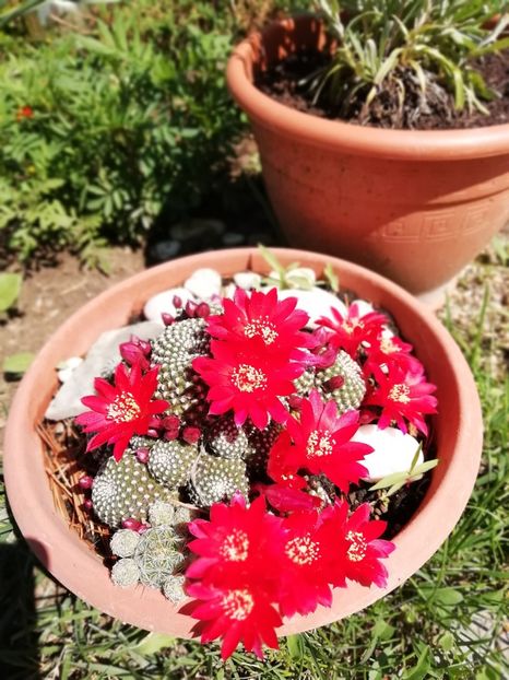  - Gradina 2019