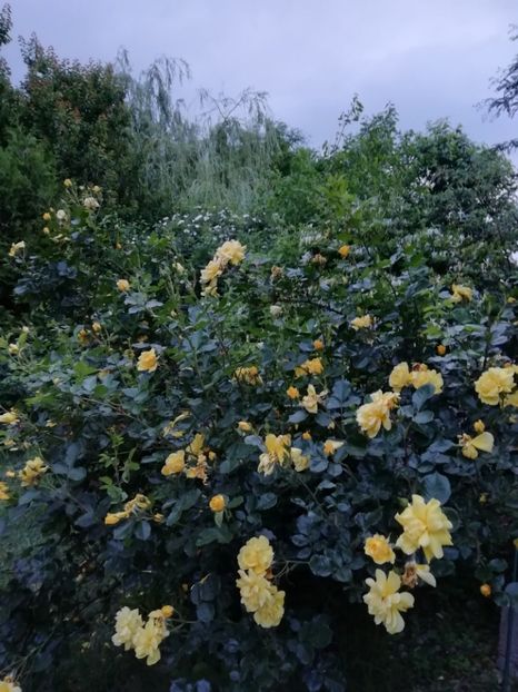  - Gradina 2019