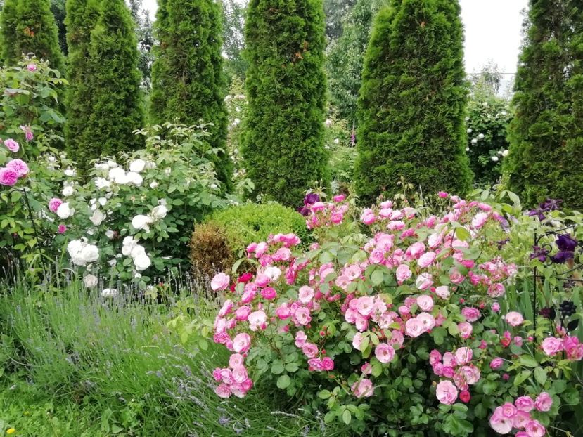 Angela - Gradina 2019
