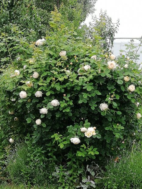 Wollerton old hall - Gradina 2019