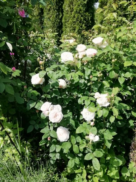  - Gradina 2019