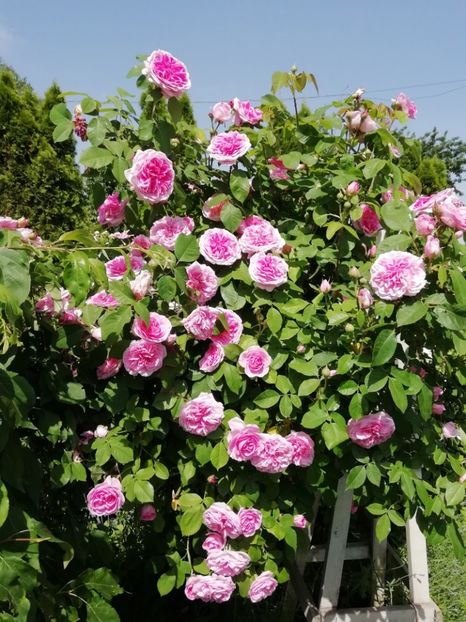  - Gradina 2019