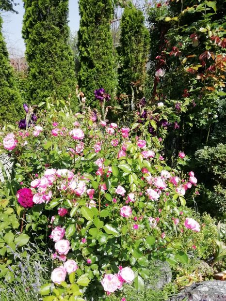  - Gradina 2019