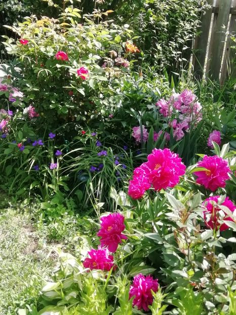  - Gradina 2019