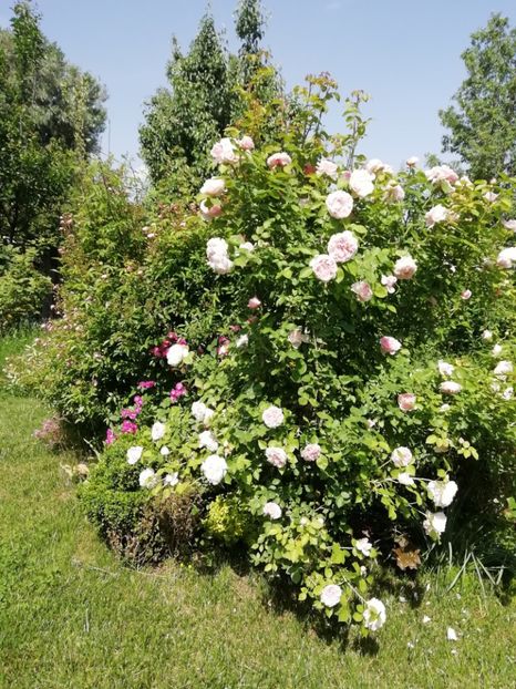  - Gradina 2019