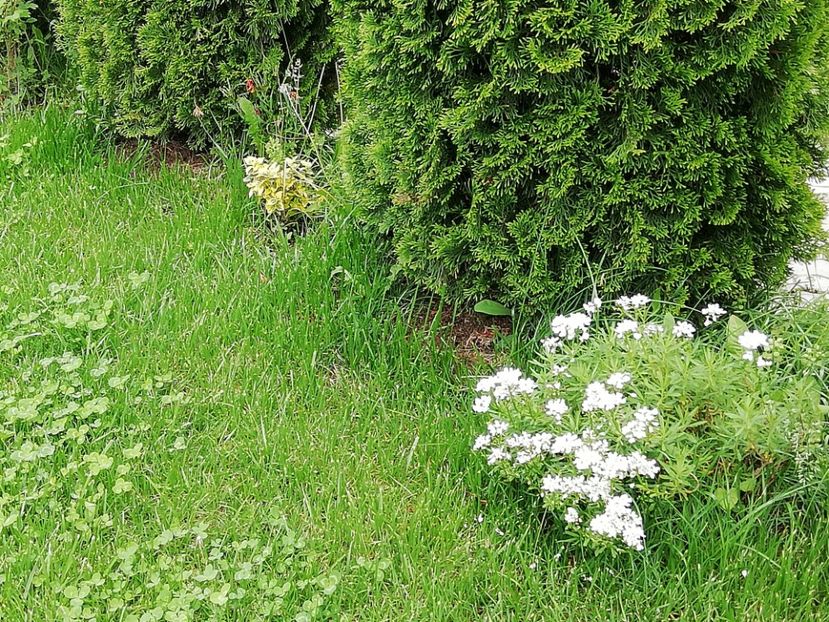  - Gradina 2019