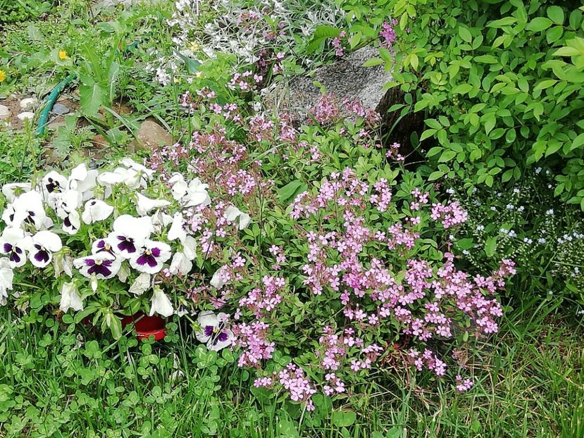  - Gradina 2019