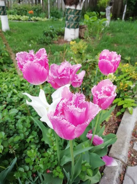  - Gradina 2019