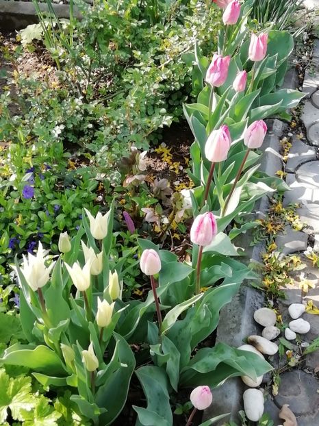  - Gradina 2019