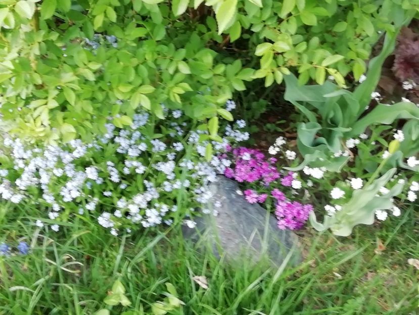  - Gradina 2019