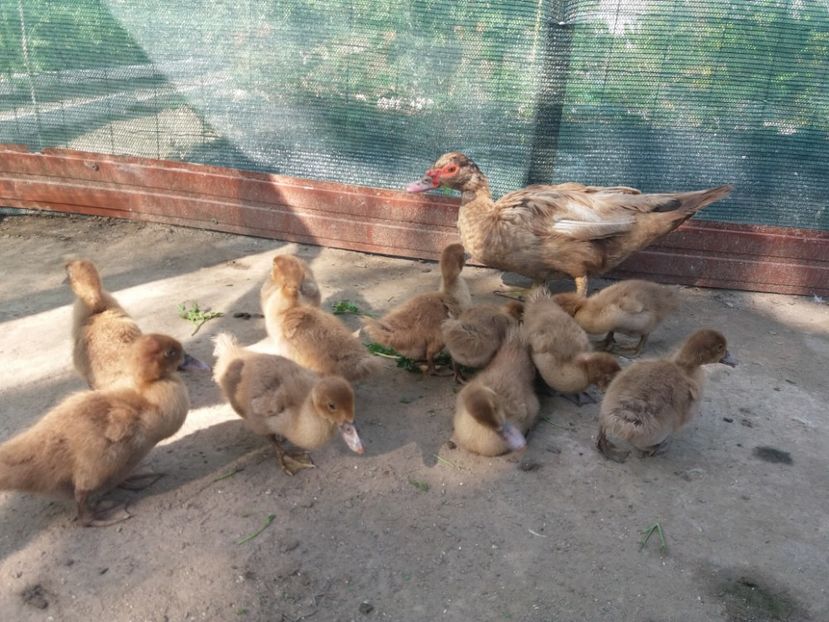  - Boboci ciocolatii 2019