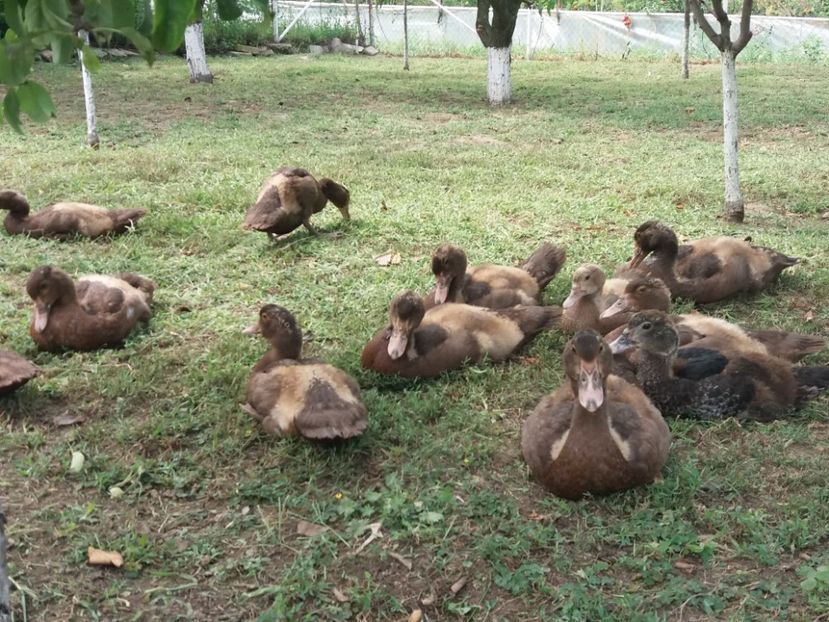  - Boboci ciocolatii 2019