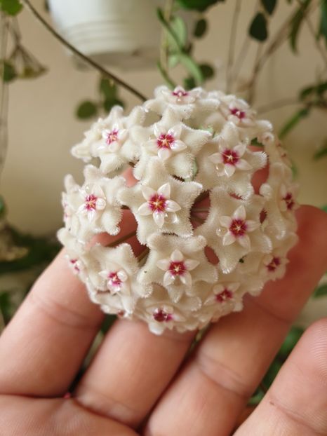  - Hoya 2019 primele flori