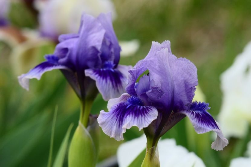 P1360858 - 2019_01_Irisi pitici si medii