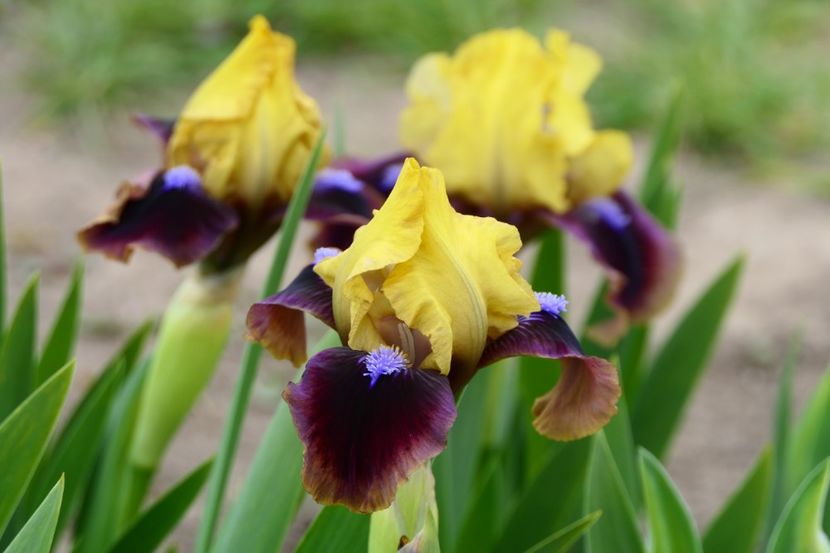 P1360874 - 2019_01_Irisi pitici si medii