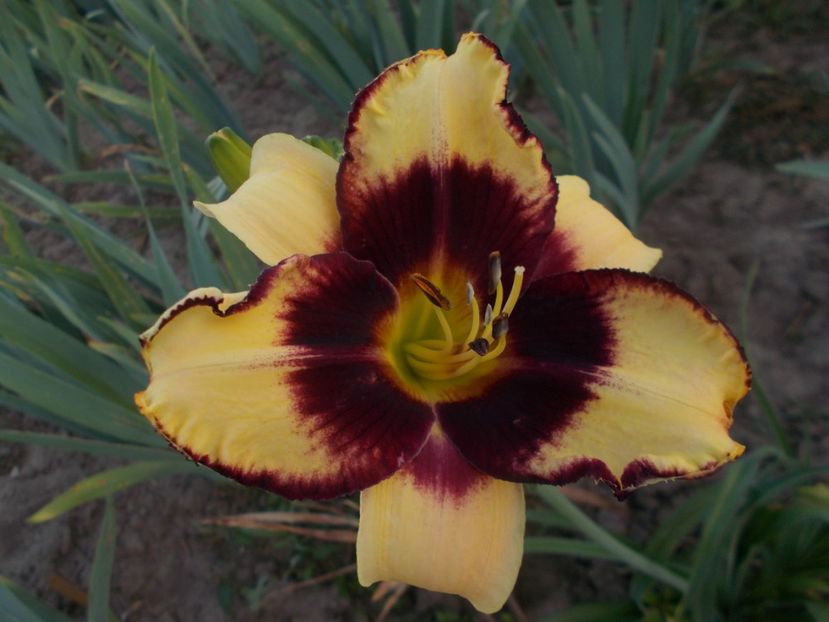  - Hemerocallis 2019