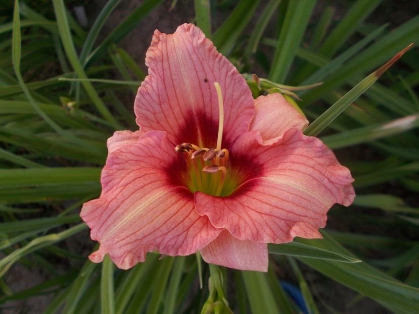  - Hemerocallis 2019