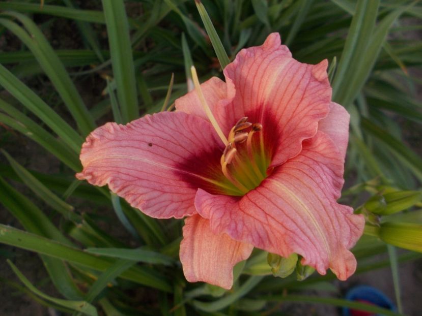  - Hemerocallis 2019