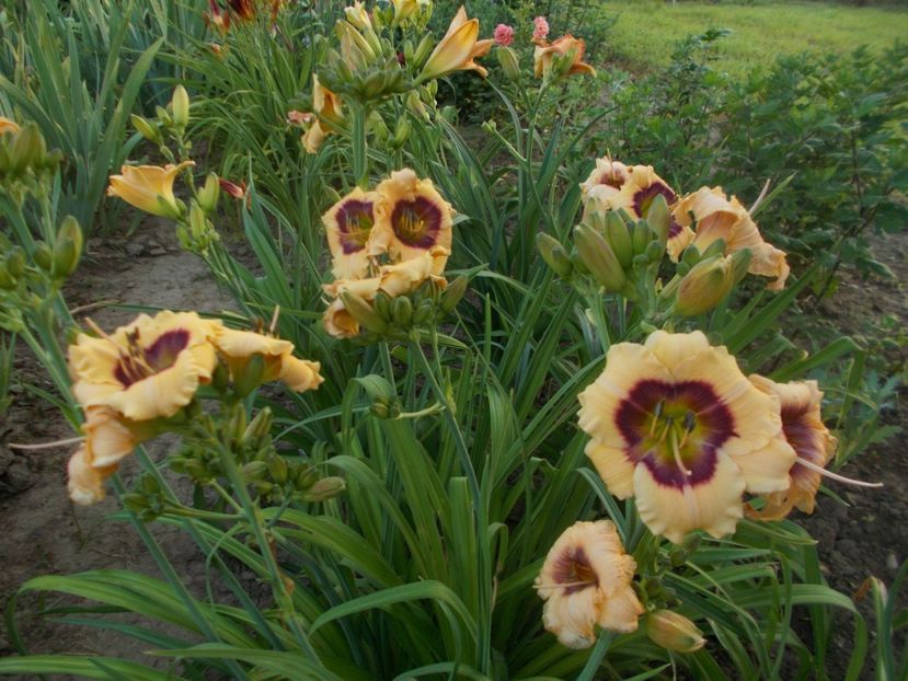  - Hemerocallis 2019
