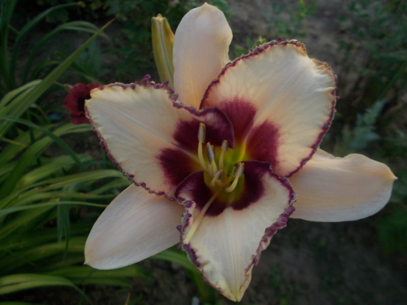  - Hemerocallis 2019