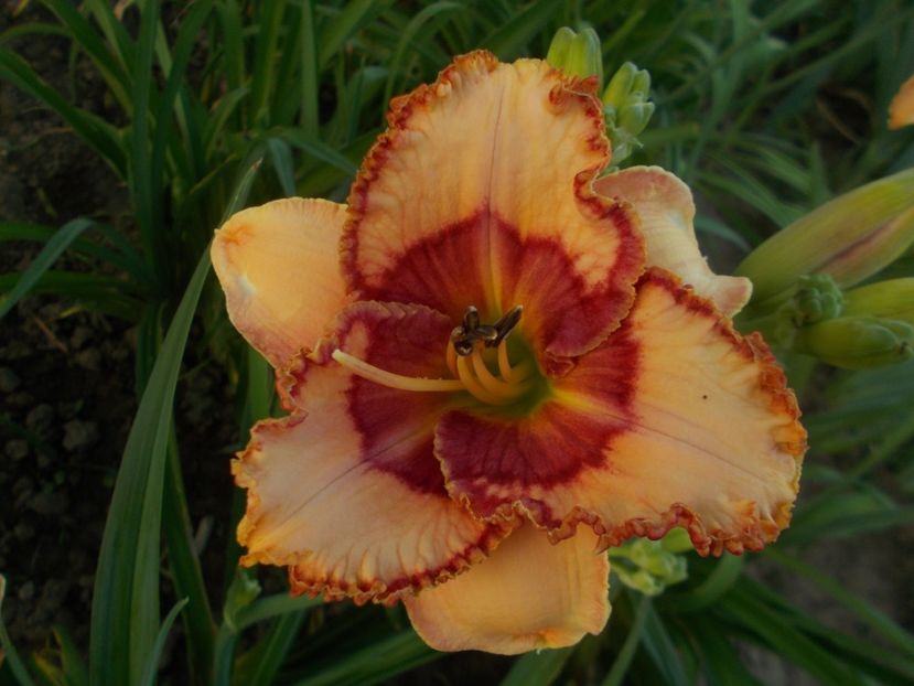  - Hemerocallis 2019