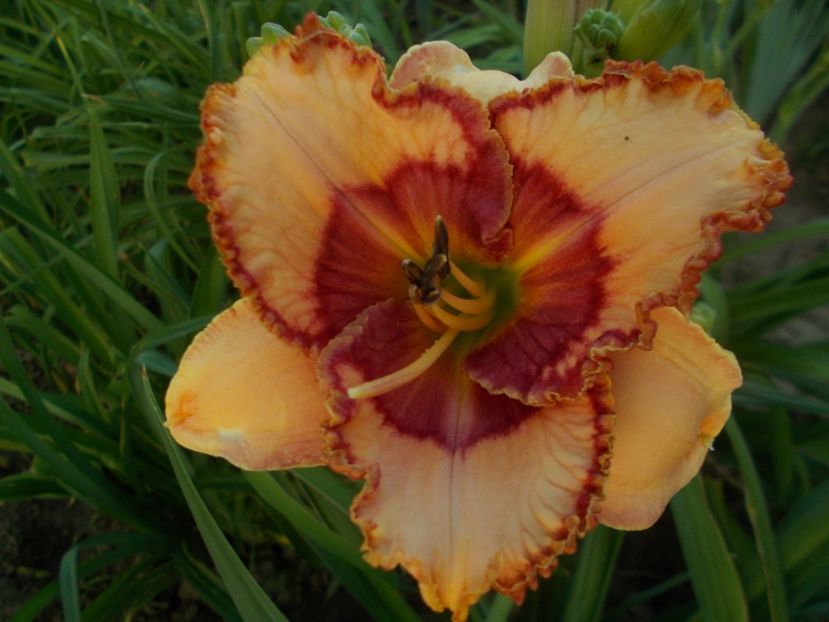  - Hemerocallis 2019