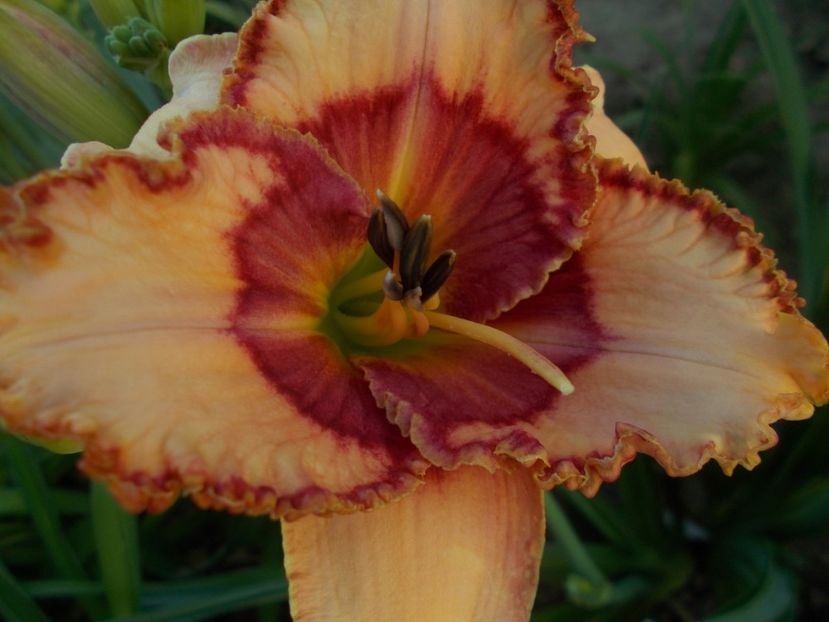  - Hemerocallis 2019