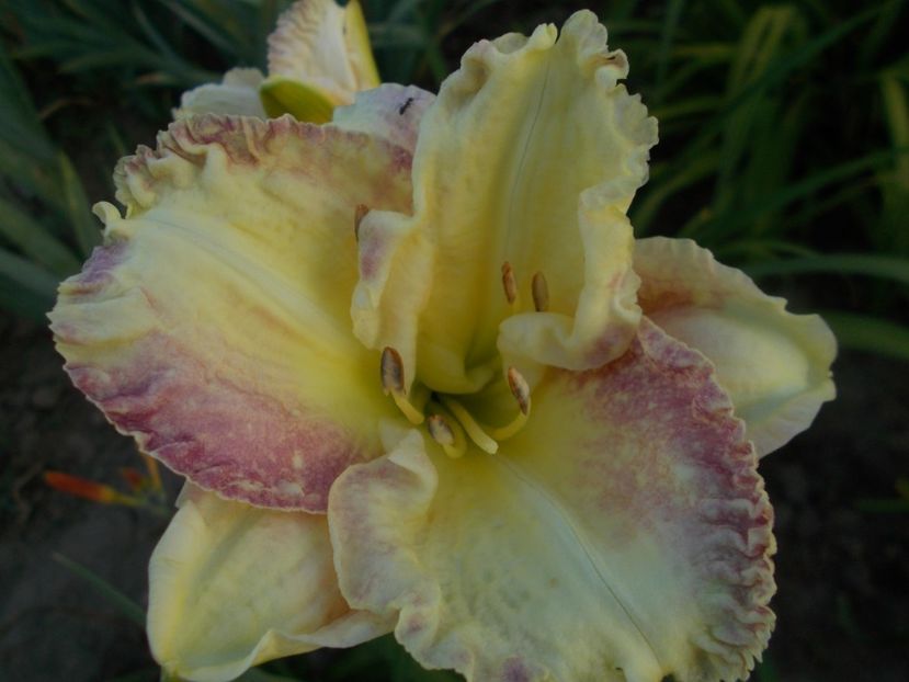 SEAL OF APPROVAL - Hemerocallis 2019