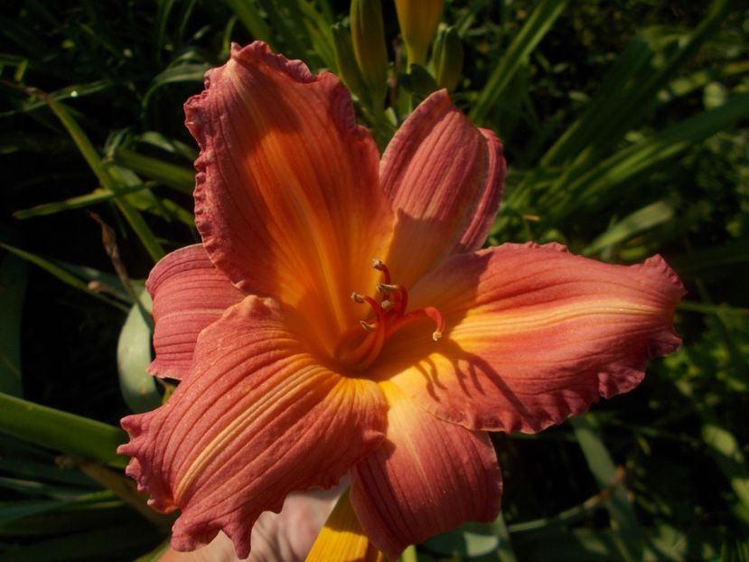  - Hemerocallis 2019