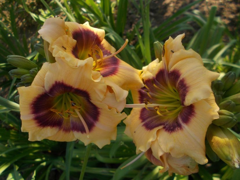  - Hemerocallis 2019