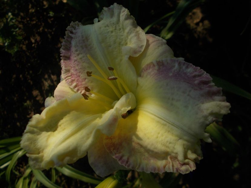 SEAL OF APPROVAL - Hemerocallis 2019