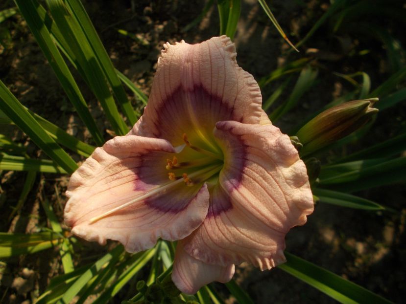  - Hemerocallis 2019