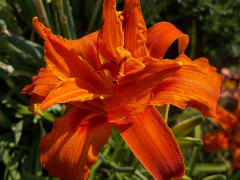  - Hemerocallis 2019