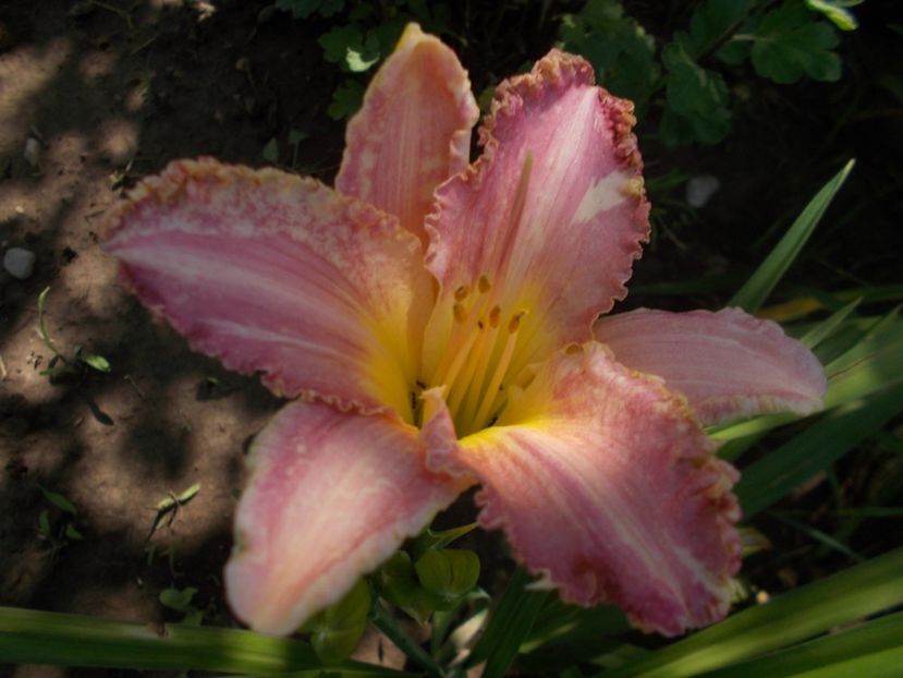  - Hemerocallis 2019